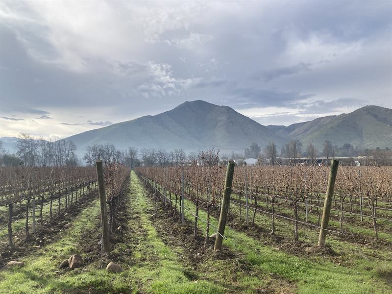 Hileras de vides en receso que se extienden hacia las montañas en un viñedo chileno
